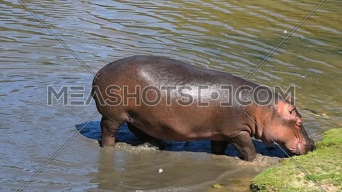 Close up one hippo walking getting out of water to grass river bank sunny day, close up, high angle view