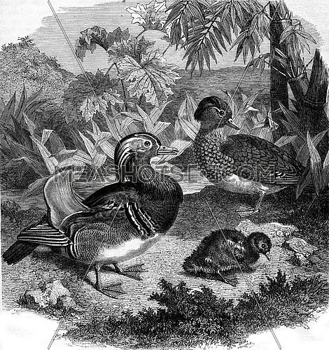 Mandarin Duck, Duck range, or Teal China, vintage engraved illustration. Magasin Pittoresque 1880.