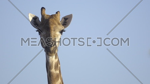 View of a mature female Giraffe looking at viewer