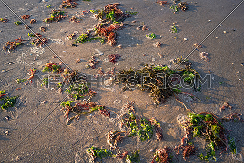 Green and red seaweed have been thrown onto the beach by the waves.The death of the algae is an ecological problem, Adriatic Sea, Lido Adriano, Italy