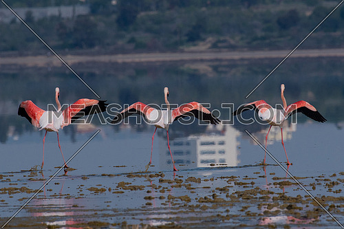 The greater flamingo Phoenicopterus roseus is the most widespread species of the flamingo family. It is found in Africa, on the Indian subcontinent, in the Middle East and southern Europe