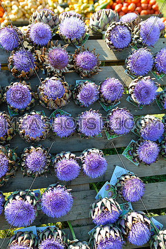 artichoke purple flower background on market