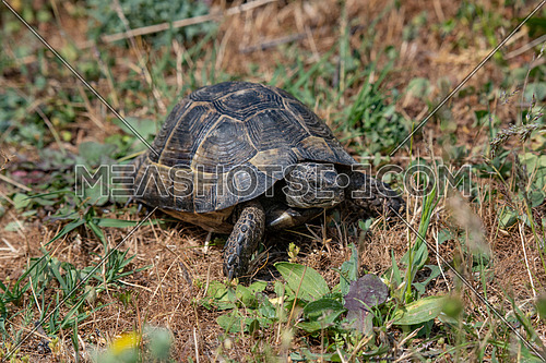 Hermann's tortoise (Testudo hermanni) is one of five tortoise species traditionally placed in the genus Testudo