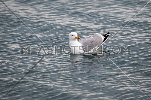 Portrait of yellow-legged gull (Larus michahellis) bird in natural environment