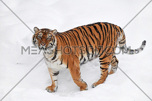 One young female Amur (Siberian) tiger standing in fresh white snow sunny winter day and looking at camera, full length high angle side view