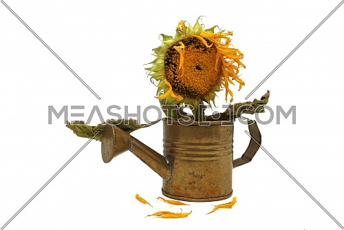 Rustic still life with withering sunflower in a watering can showing the oil-rich seed formation and a few fallen yellow petals in the foreground isolated on white