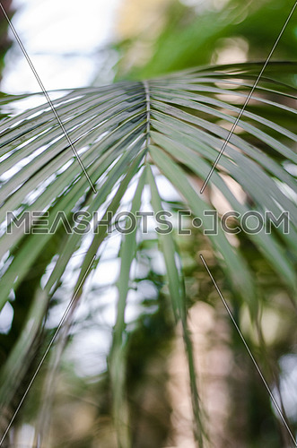 A close up on big tropical jungle leafs