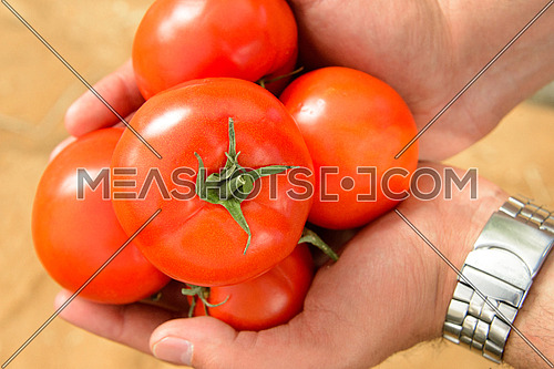 A close up shot of a male hand holding some red tomatos