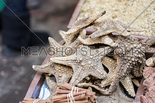 Dry starfish in Aswan market