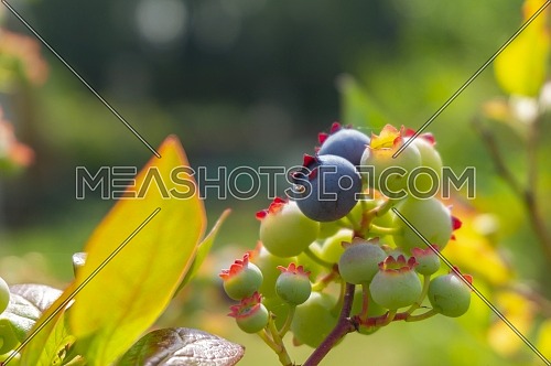Single ripe blueberry in a cluster or ripening berries on a bush outdoors in summer sunshine in close up with copy space