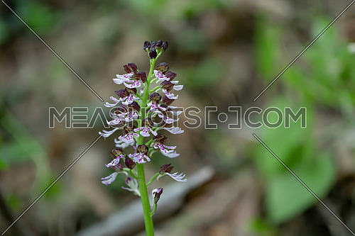 Orchis purpurea. This type of orchid grows mainly in Central Europe.
