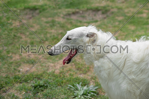Borzoi Russian white. The Borzoi Russian dog  sitting on the green grass. Selective focus on the dog