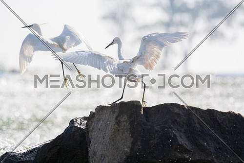 2 Little Egret birds spreading their wings