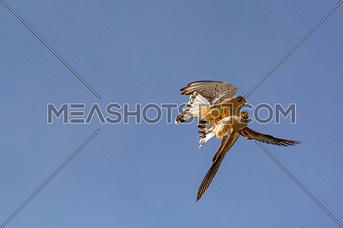 Awesome bird of prey Lesser kestrel (Falco naumanni)  in flight fighting  with the sky of background