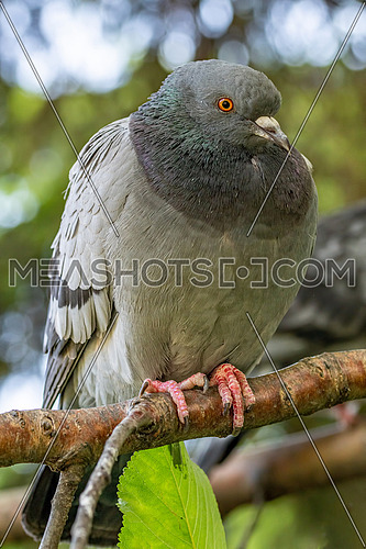 The large bird genus Columba comprises a group of medium to large stout-bodied pigeons, often referred to as the typical pigeons.
