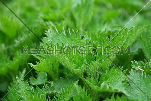 Close up fresh green nettle leaves in garden, high angle view