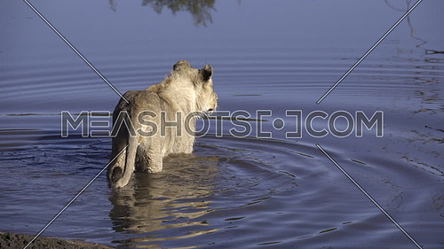 View of two lions hunting a crocodile