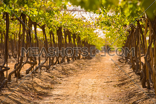 sunny summer day on the farm grapes in the Middle East