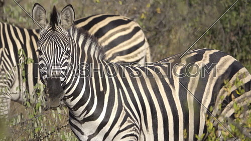 Scene of an alert Zebra standing sideways