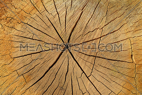 Close up background texture of old weathered tree trunk cross section with wood splits and annual rings pattern, elevated top view, directly above