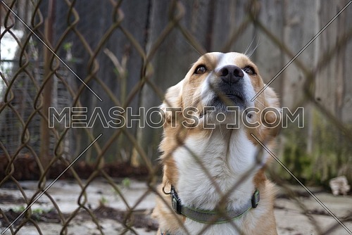 Sad looking dog behind the fence looking out through the wire of his cage or animal shelter