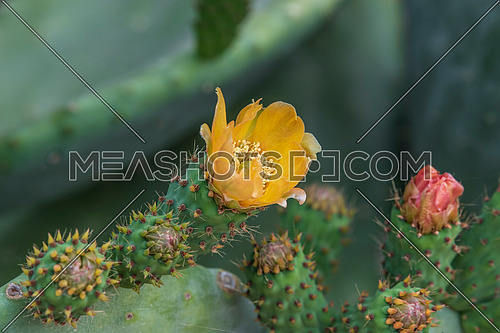 Yellow Indian fig blooming in garden of  Cyprus island. Opuntia ficus indica image.