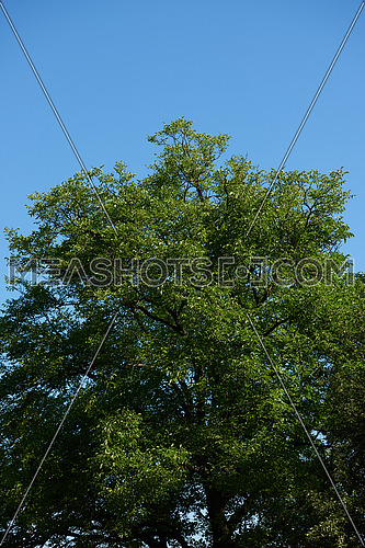 tree branches with blue sky in background and fresh spring leafs close up ready for double exposure mask selection