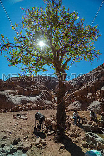 Long shot for a male tourist exploring Sinai Mountain at day. shot for bedouins get water from Ain hudra at Sinai Mountain at day. for almond tree with sun flares in Sinai Moutain at day.