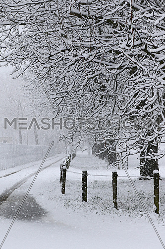 Trees,road, road and fence covered in fresh snow during a heavy snowstorm