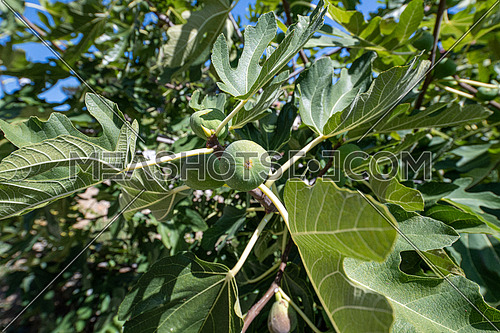 Part of plant of fig tree with fruits and leafs