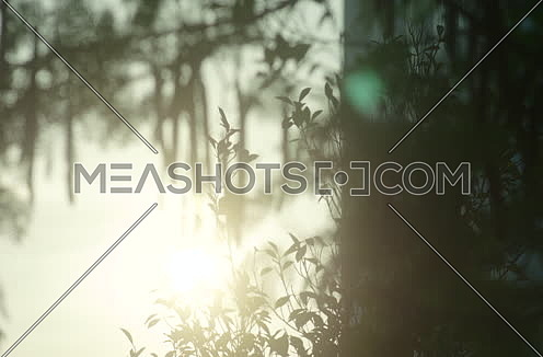 Long Shot for Sun shines through a tree branches