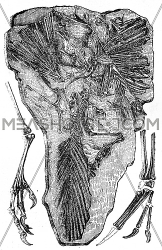 Fossils of Archaeopteryx found in Jurassic Solnhofen (Bavaria), vintage engraved illustration. Earth before man â 1886.