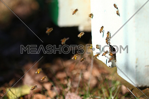 Swarm of honeybees in flight coming and going around beehives in a bee farm
