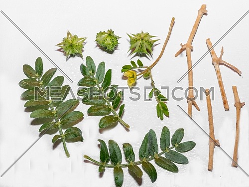 Tribulus terrestris is an annual plant in the caltrop family (Zygophyllaceae) widely distributed around the world, that is adapted to grow in dry climate locations in which few other plants can survive