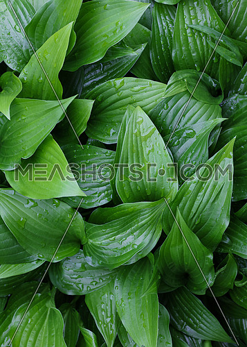 Closeup background of fresh green Hosta plant leaves with water drops after rain, elevated high angle view, directly above