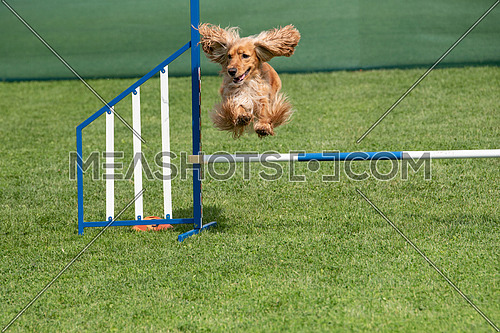 Purebred Cocker Spaniel dog jumping over obstacle on agility competition.