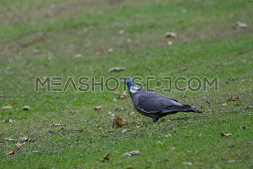 Common Wood Pigeon(Columba palumbus) Wild life animal
