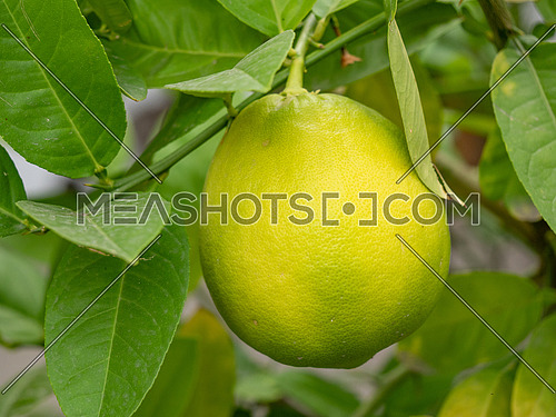 Organic garden Green lemons on branch of lemon tree.