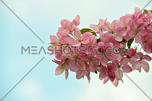 Close up pink Asian wild crabapple tree blossom with leaves over blue sky background with copy space, low angle view