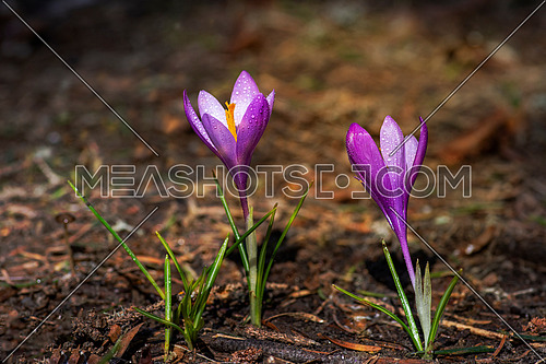 View on a purple Crocus Flower in Spring. Nature and Flower Background.Selective focus