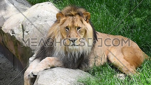 Close up portrait of one male lion turning head and looking at camera over background of green grass and rocks, low angle view