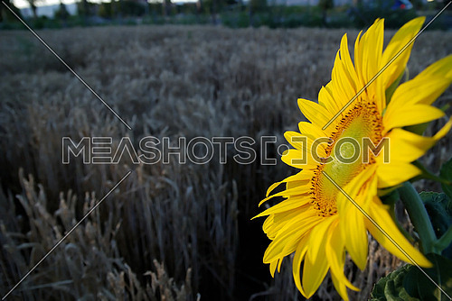 sunflower closeup with wheat in background        (NIKON D80; 6.7.2007; 1/100 at f/4; ISO 400; white balance: Auto; focal length: 20 mm)
