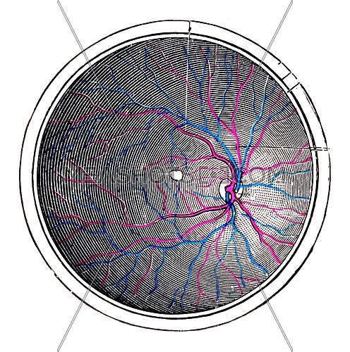 Retina of the right eye, vintage engraved illustration.