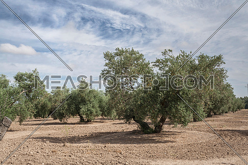 Landscape of olive trees during summer, cultivation ecologic, Spain