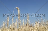 One mature wheat ear spike full of ripe grain over shaking in the wind the field under clear blue sky, close up