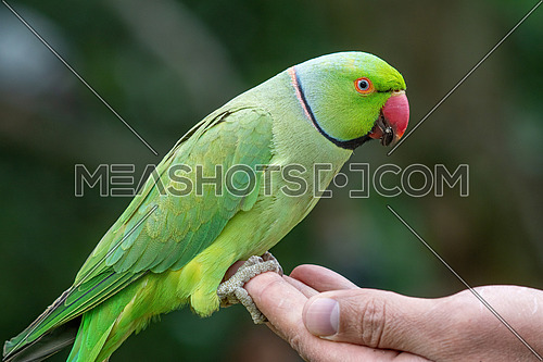 Rose-ringed Parakeet, Psittacula krameri, also known as Ring-necked Parakeet, the beautiful green and red parrot bird with nice feathers details