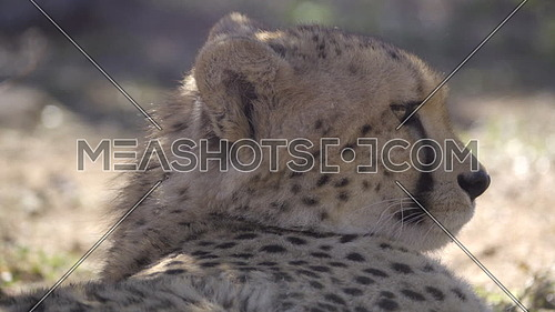Scene of a cheetah resting in shade