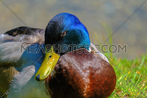 Close up of a Mallard Duck, Anas platyrhynchos.