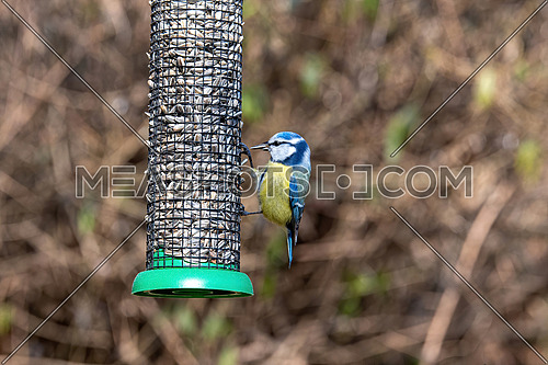 Blue tit (Cyanistes caeruleus or Parus caeruleus) taking nuts from bird feeder