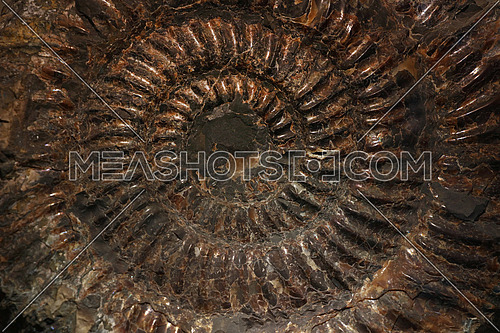 Close up petrified extinct prehistoric ammonite fossil spiral shell remains background